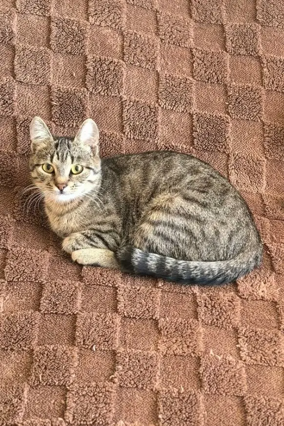 Пропала кошка в Минске — https://lost-pet.net/ticket/227975/