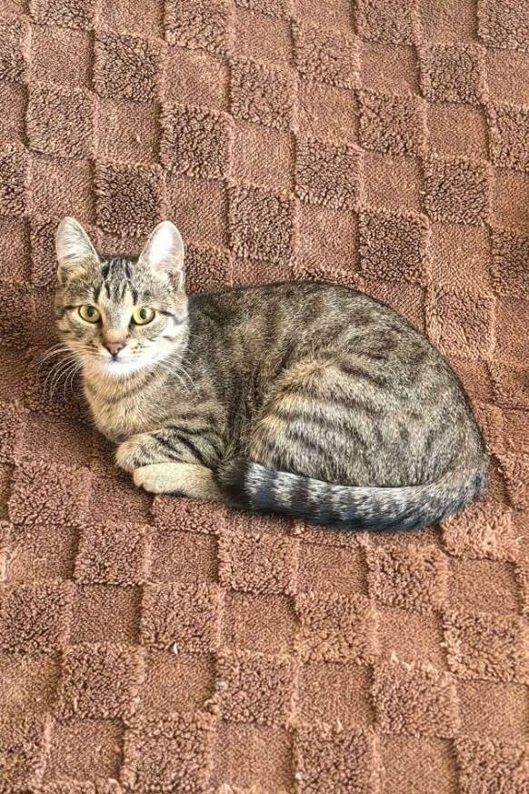 Пропала кошка в Минске — https://lost-pet.net/ticket/227975/