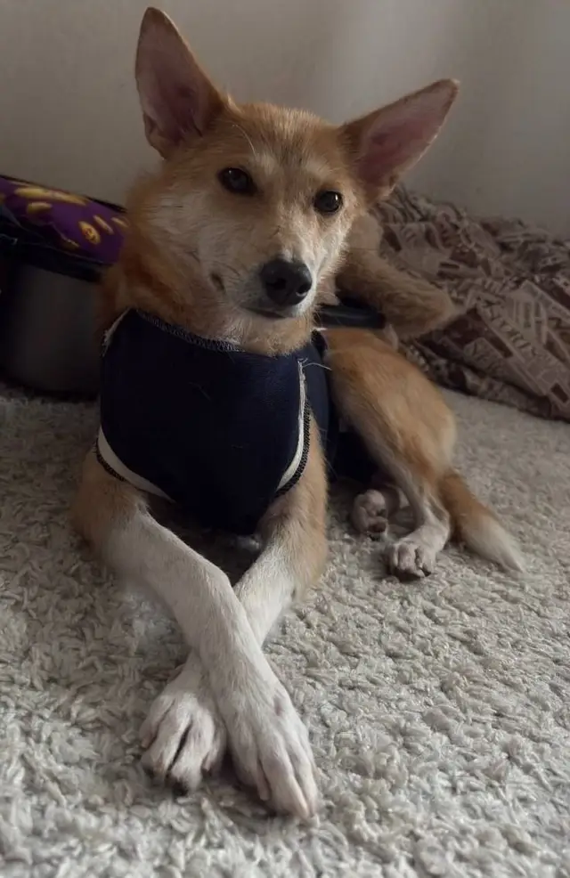 Пропала собака в Минске — https://lost-pet.net/ticket/228163/