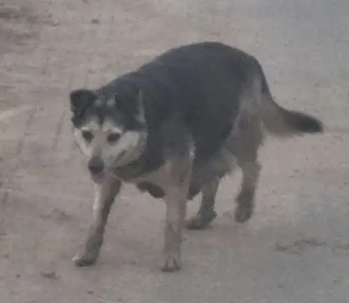 Пропала собака в Минске — https://lost-pet.net/ticket/228176/
