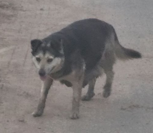 Пропала собака в Минске — https://lost-pet.net/ticket/228176/