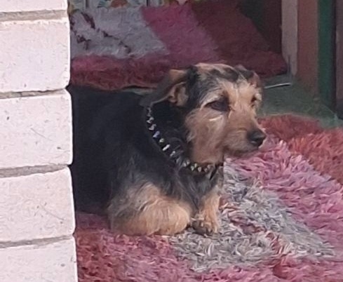 Найдена собака в Минске — https://lost-pet.net/ticket/228175/