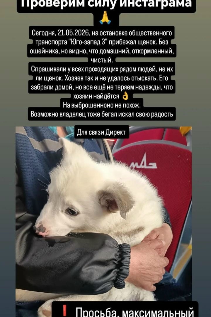 Найдена собака в Минске — https://lost-pet.net/ticket/228179/