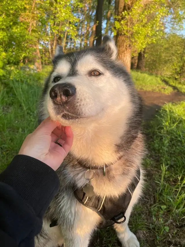 Пропала собака в Минске — https://lost-pet.net/ticket/228219/
