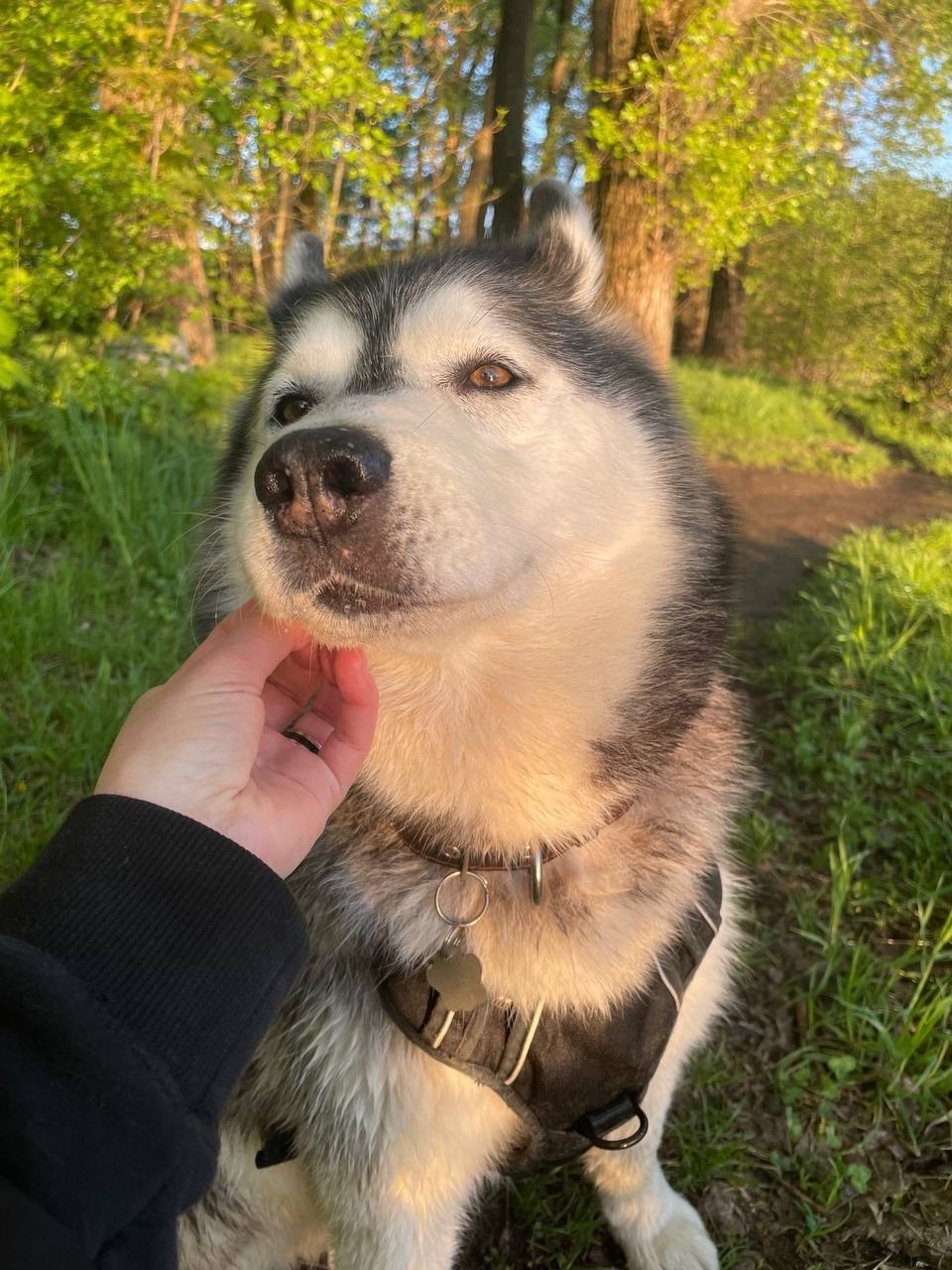 Пропала собака в Минске — https://lost-pet.net/ticket/228219/