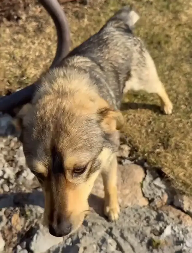 Пропала собака в Минске — https://lost-pet.net/ticket/228244/