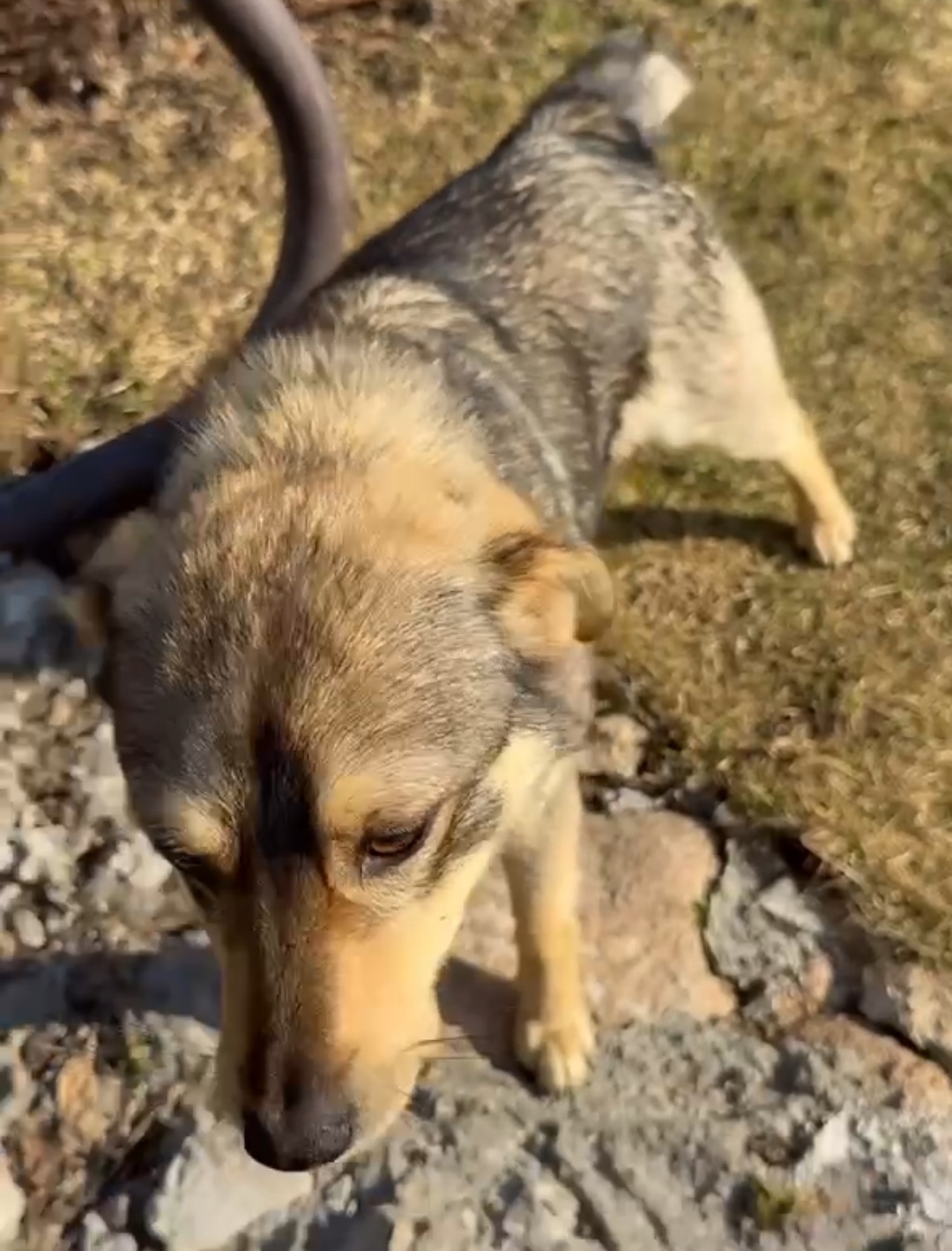 Пропала собака в Минске — https://lost-pet.net/ticket/228244/