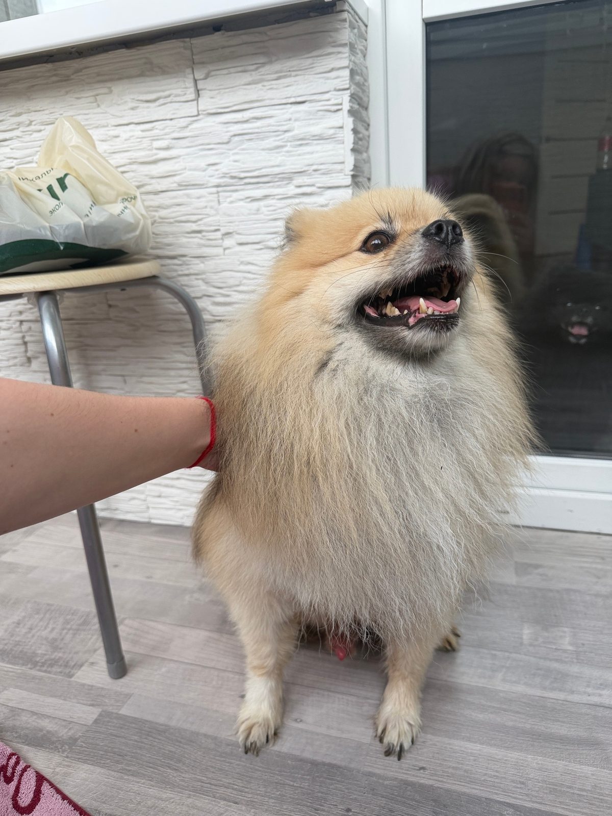 Найдена собака в Минске — https://lost-pet.net/ticket/228258/