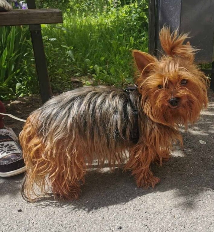 Найдена собака в Минске — https://lost-pet.net/ticket/228407/