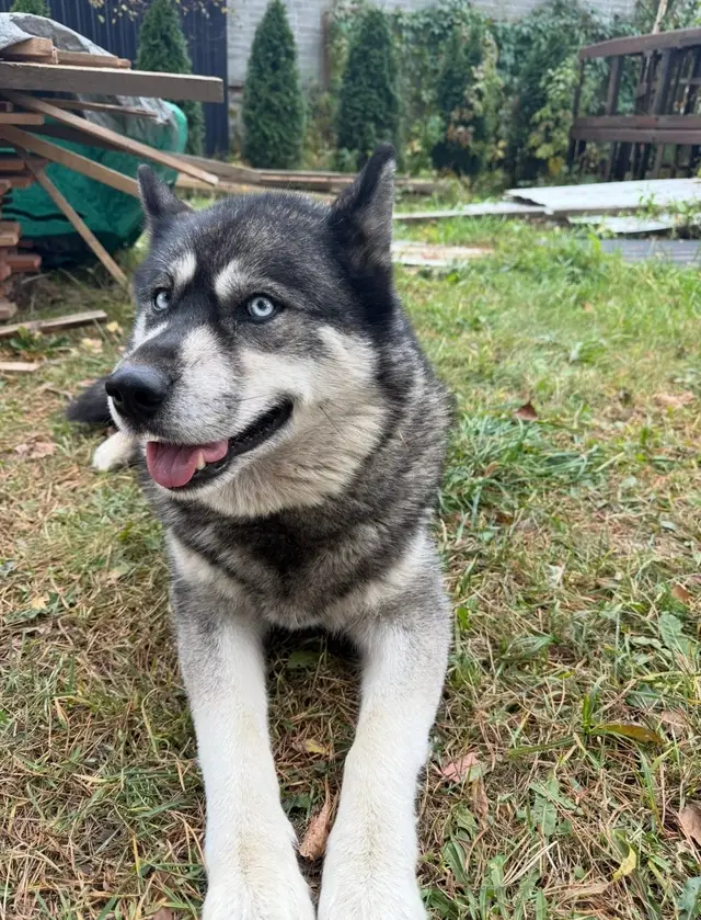 Пропала собака в Минске — https://lost-pet.net/ticket/228417/