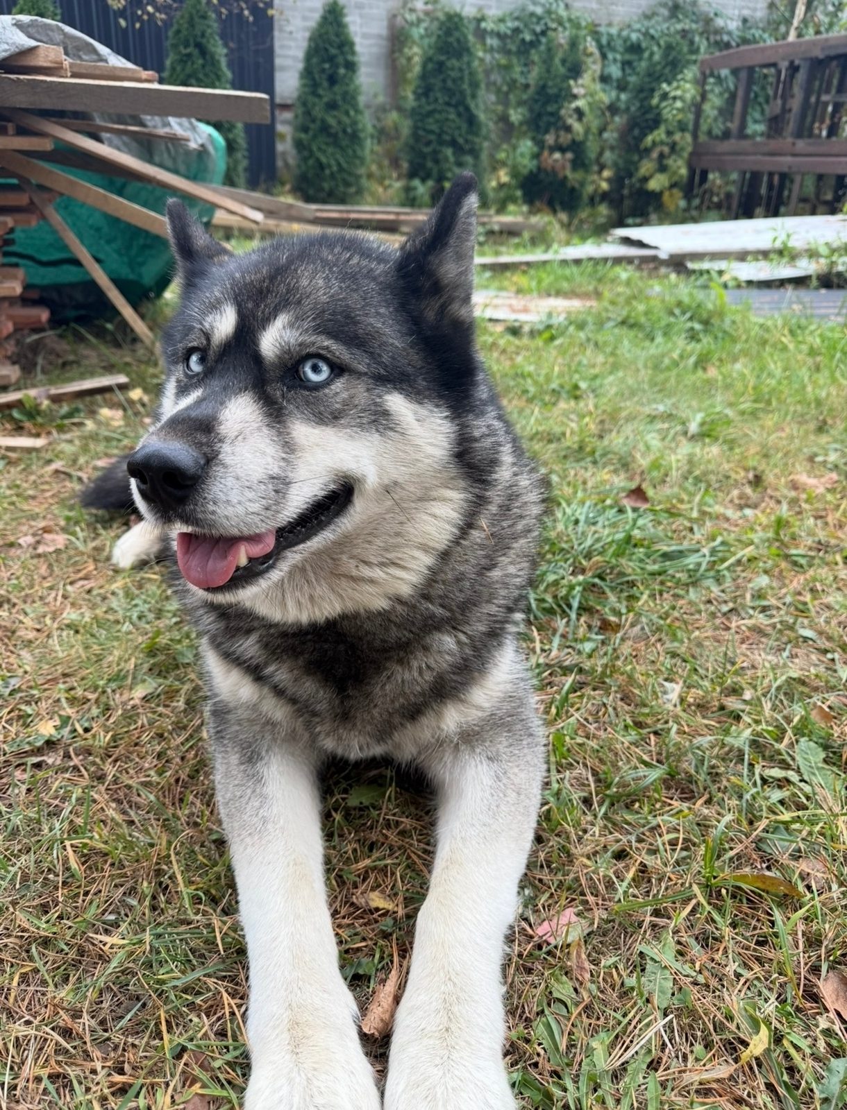 Пропала собака в Минске — https://lost-pet.net/ticket/228417/