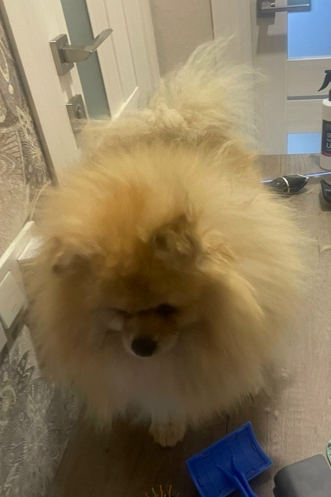 Пропала собака в Минске — https://lost-pet.net/ticket/228421/