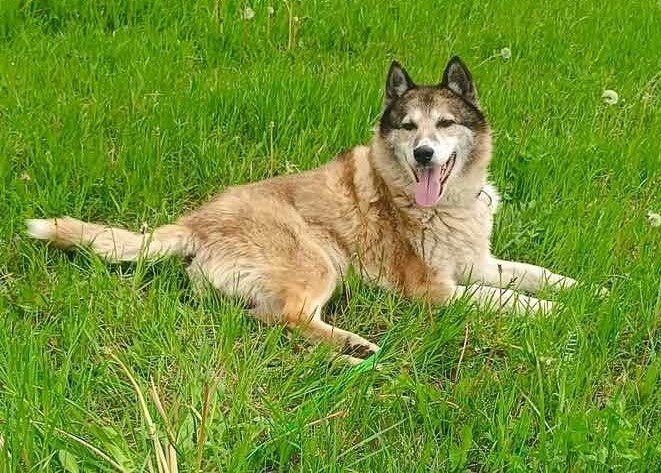 Найдена собака в Минске — https://lost-pet.net/ticket/228469/