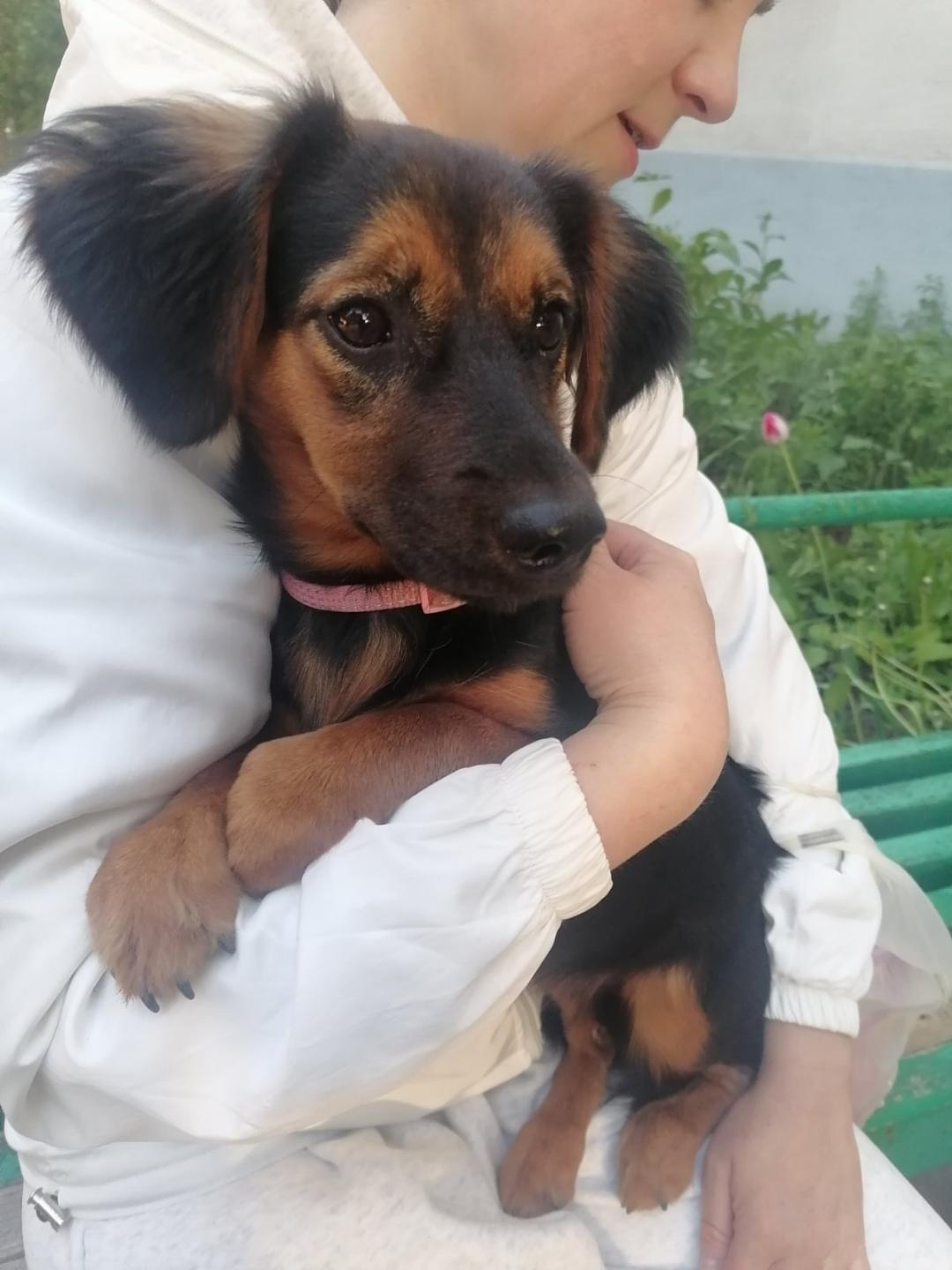 Найдена собака в Минске — https://lost-pet.net/ticket/228504/