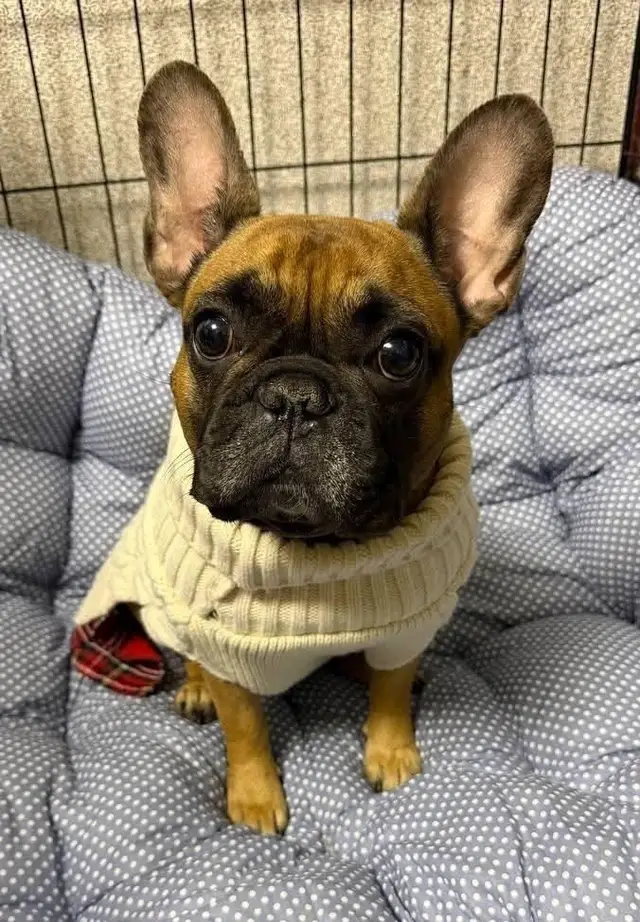 Пропала собака в Минске — https://lost-pet.net/ticket/228566/