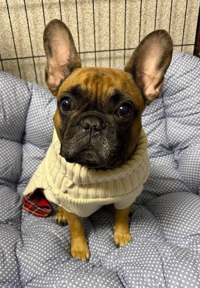 Пропала собака в Минске — https://lost-pet.net/ticket/228566/