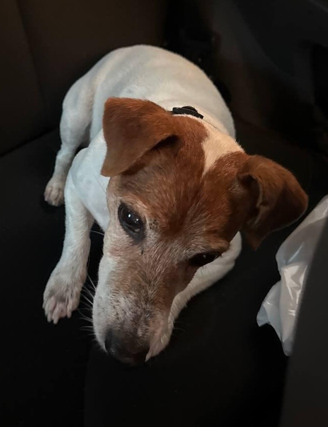 Найдена собака в Минске — https://lost-pet.net/ticket/228573/