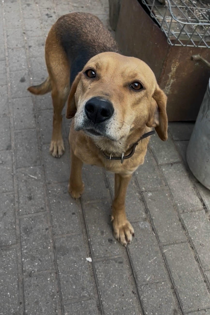 Найдена собака в Минске — https://lost-pet.net/ticket/228627/