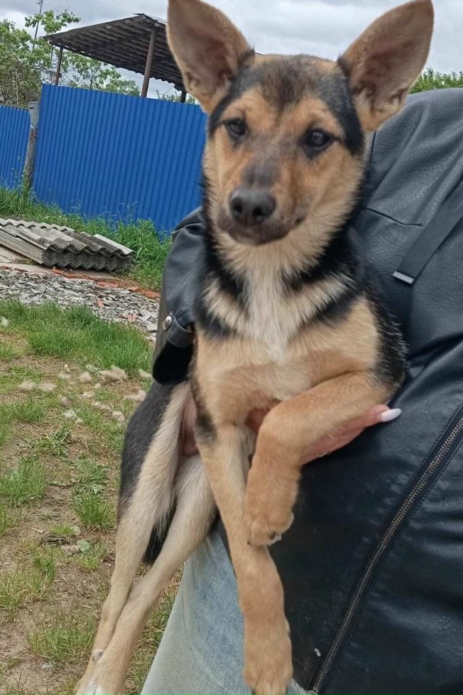 Найдена собака в Минске — https://lost-pet.net/ticket/228763/