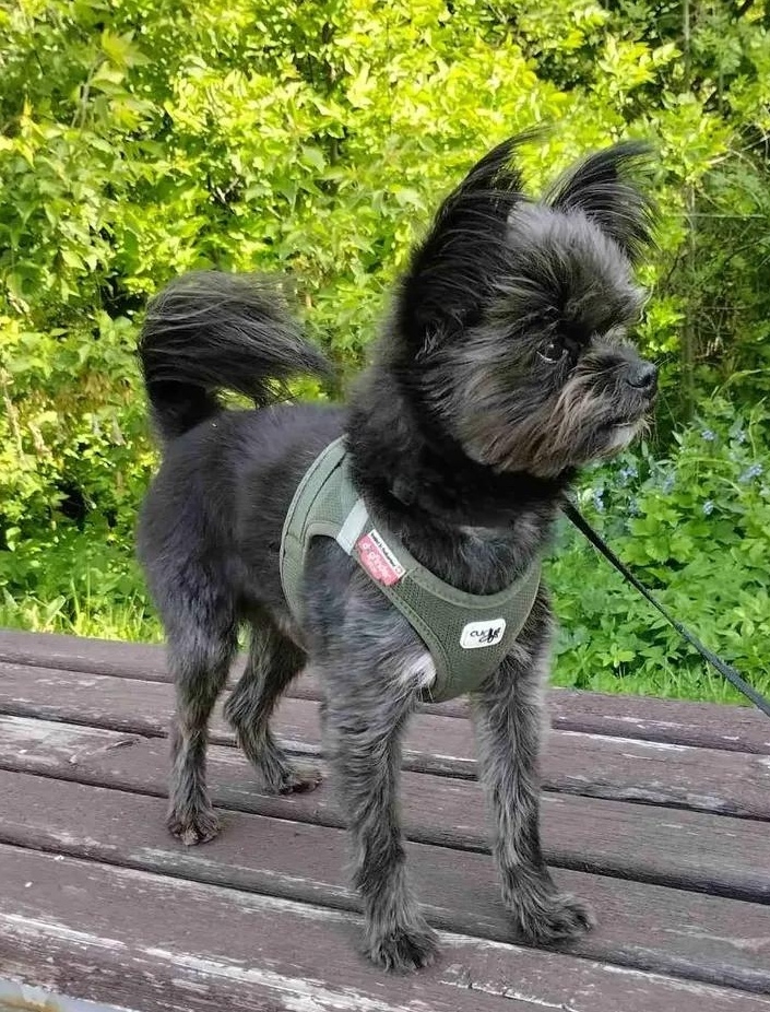Пропала собака в Минске — https://lost-pet.net/ticket/228887/
