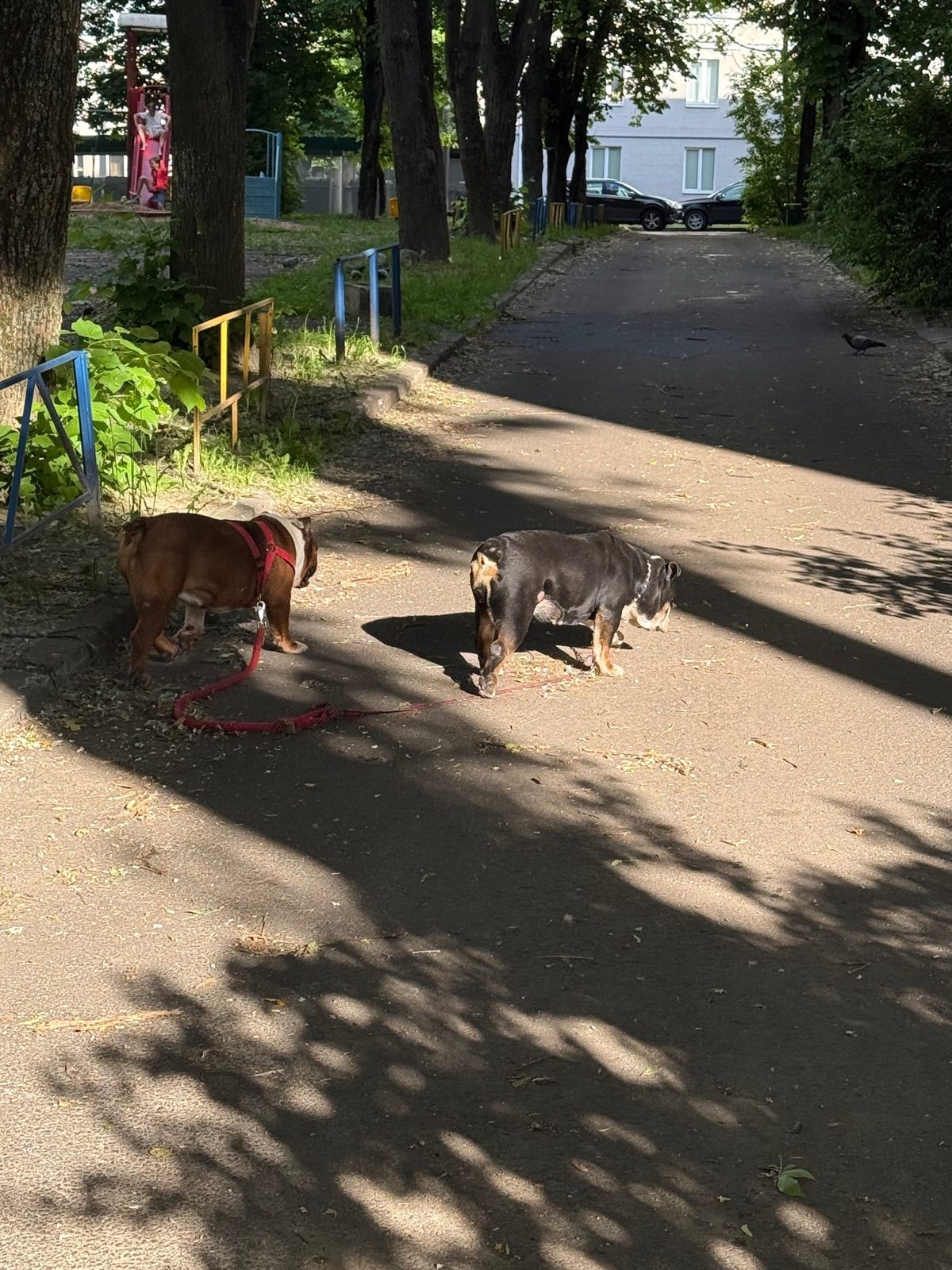 Пропала собака в Минске — https://lost-pet.net/ticket/228907/