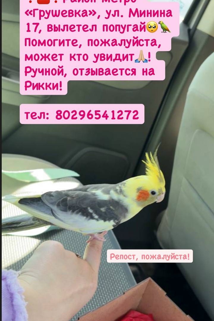 Объявление о питомце в Минске — https://lost-pet.net/ticket/228910/