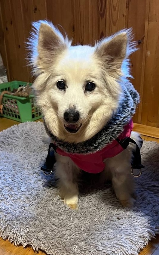 Пропала собака в Минске — https://lost-pet.net/ticket/228909/
