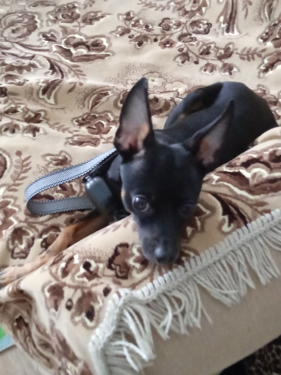 Пропала собака в Минске — https://lost-pet.net/ticket/228921/