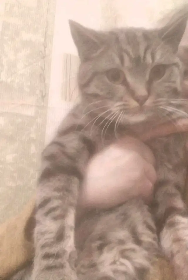 Пропала кошка в Минске — https://lost-pet.net/ticket/228925/
