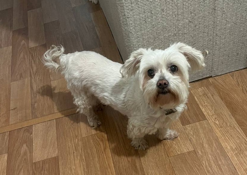 Найдена собака в Минске — https://lost-pet.net/ticket/228953/
