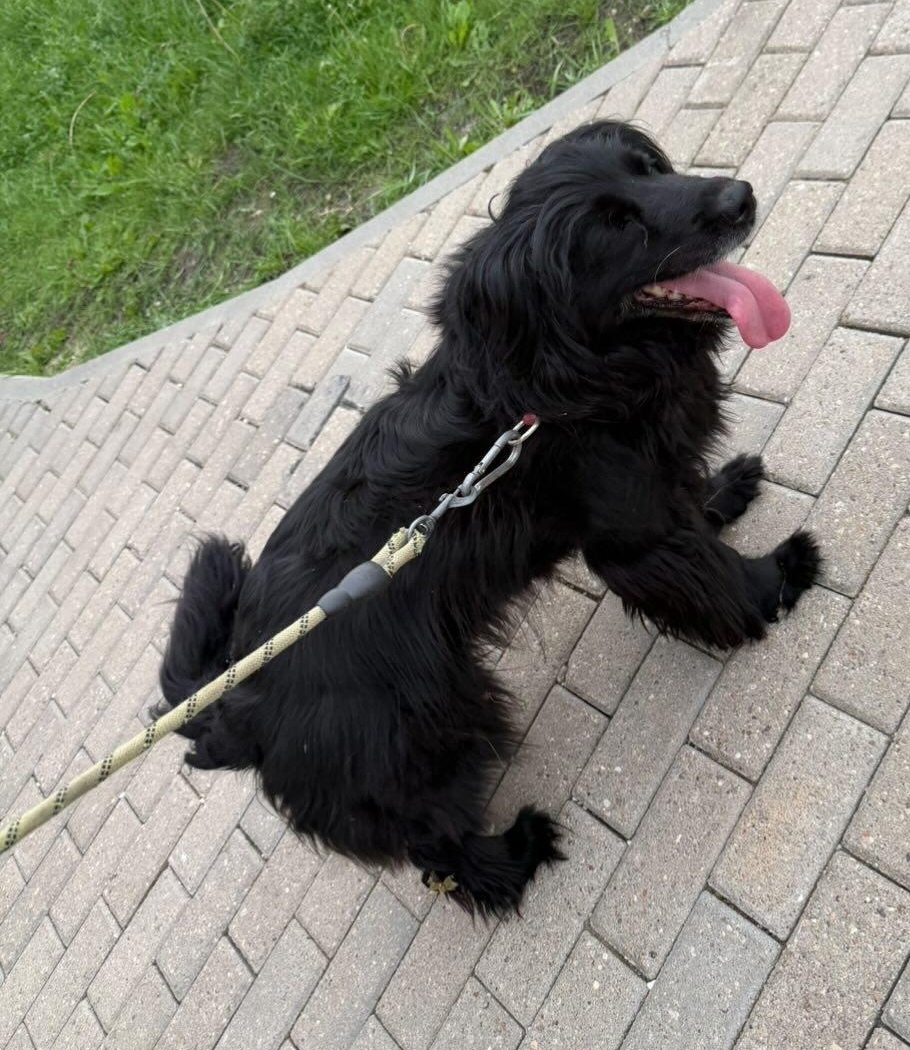 Найдена собака в Минске — https://lost-pet.net/ticket/229056/