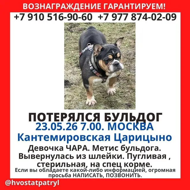 Найдена собака в Жодине — ЮАО, Царицыно/Москворечье-Сабурово