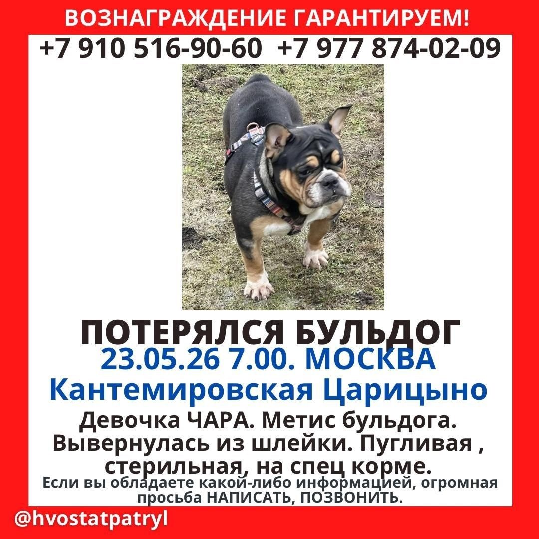 Найдена собака в Жодине — ЮАО, Царицыно/Москворечье-Сабурово