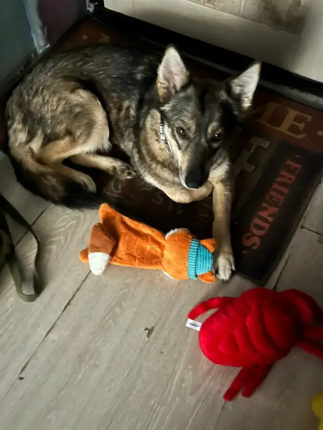 Пропала собака в Жодине — фото объявления