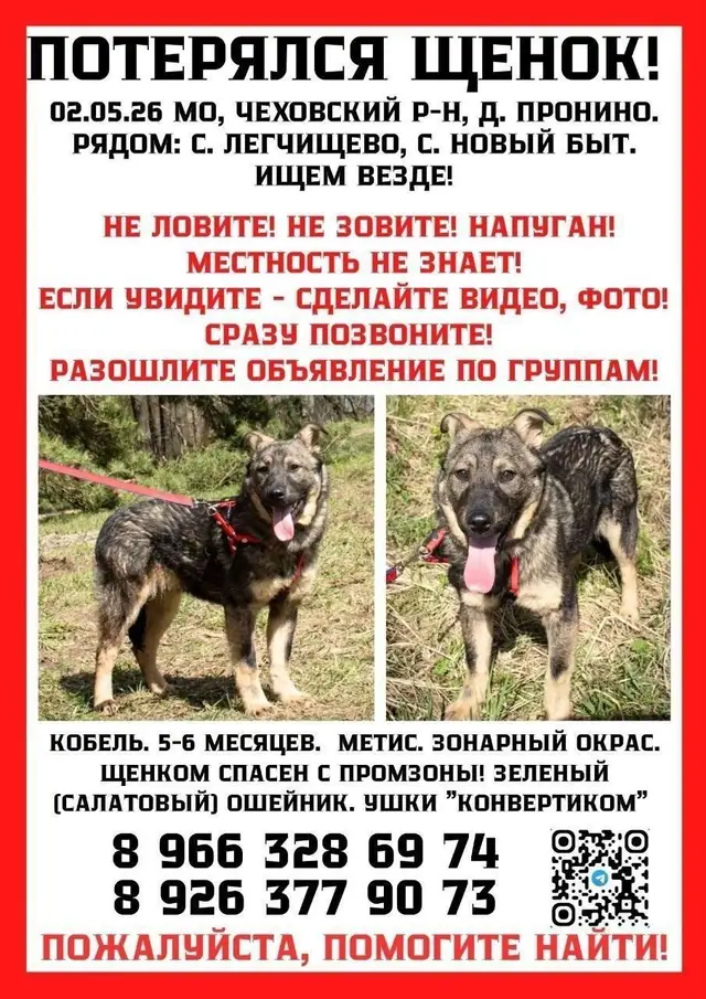 Пропала собака в Жодине — МО, ЧЕХОВСКИЙ РАЙОН