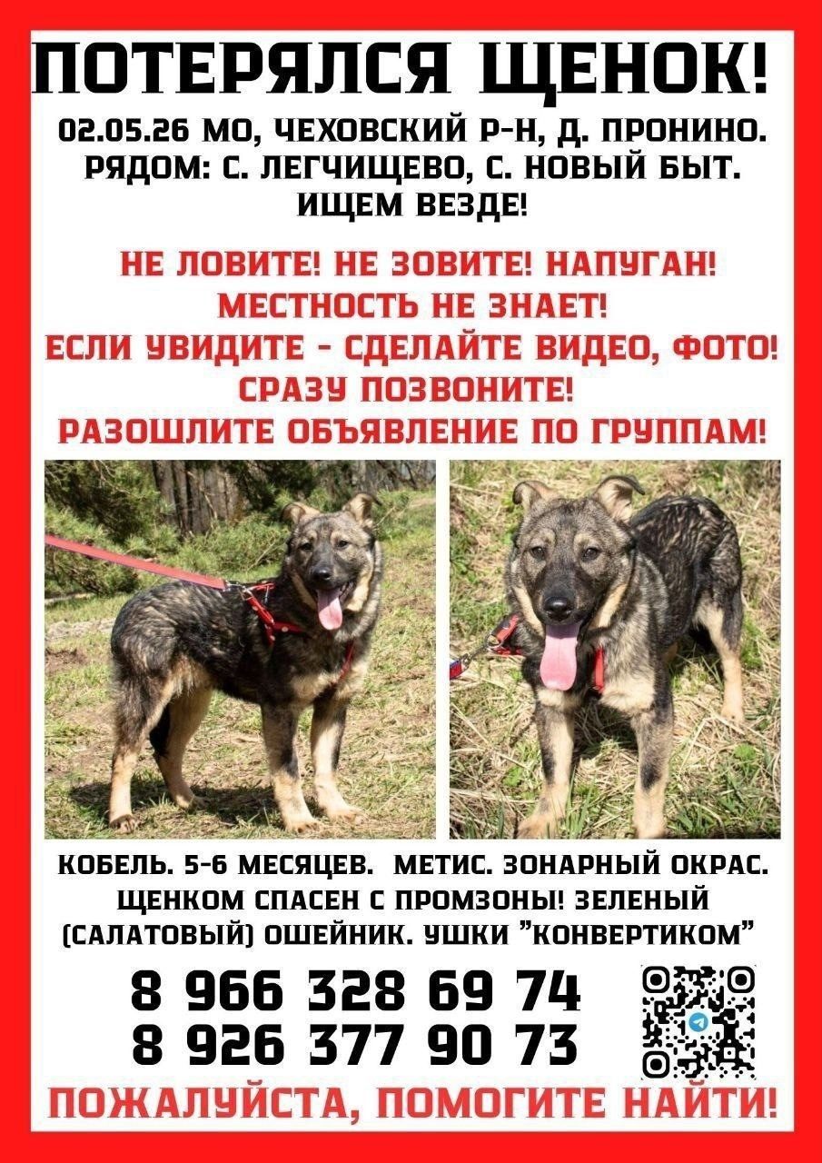 Пропала собака в Жодине — МО, ЧЕХОВСКИЙ РАЙОН