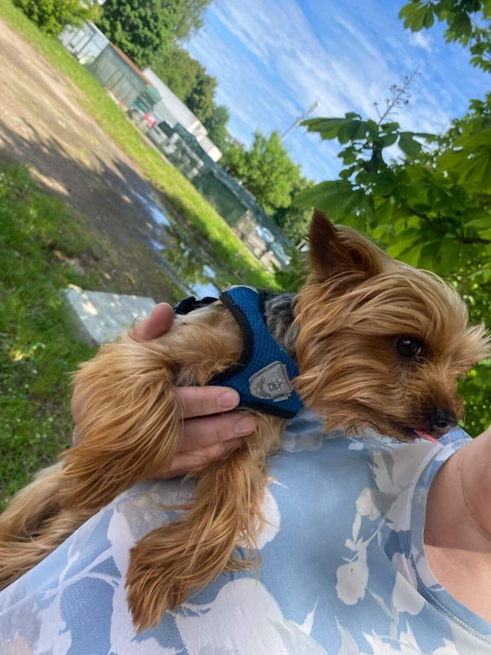 Найдена собака в Минске — https://lost-pet.net/ticket/229151/