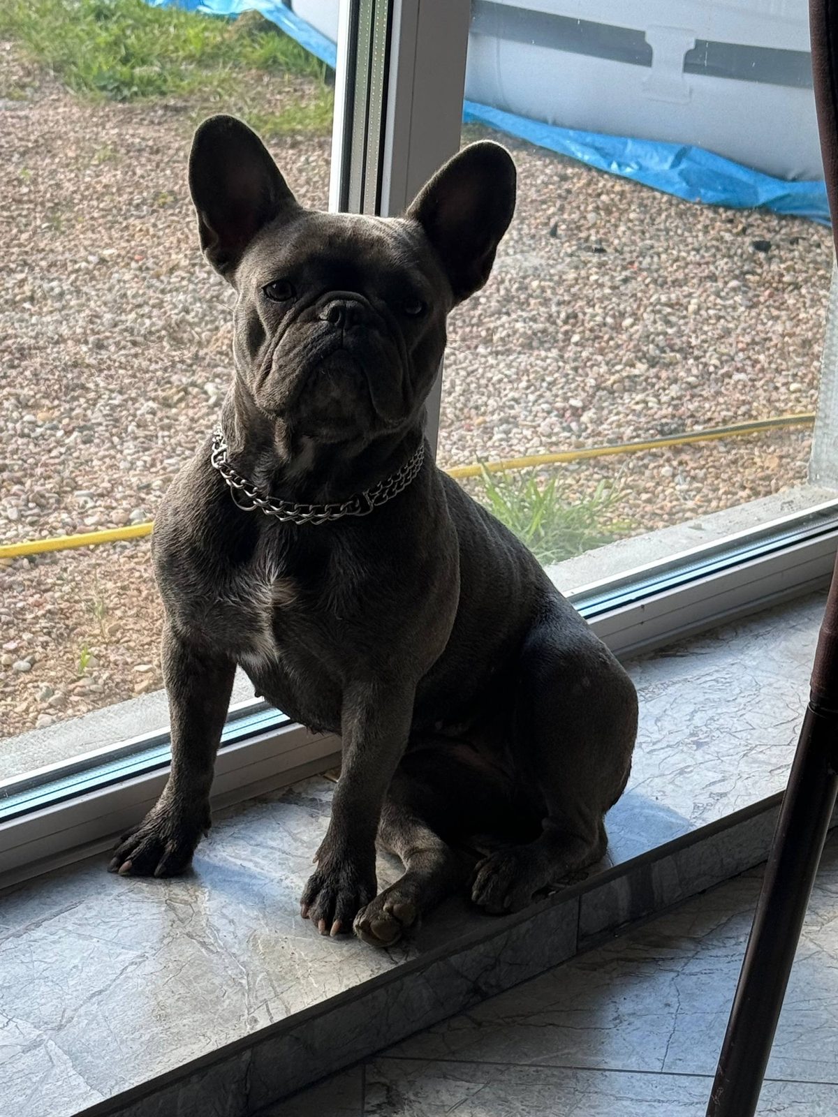 Пропала собака в Минске — https://lost-pet.net/ticket/229219/