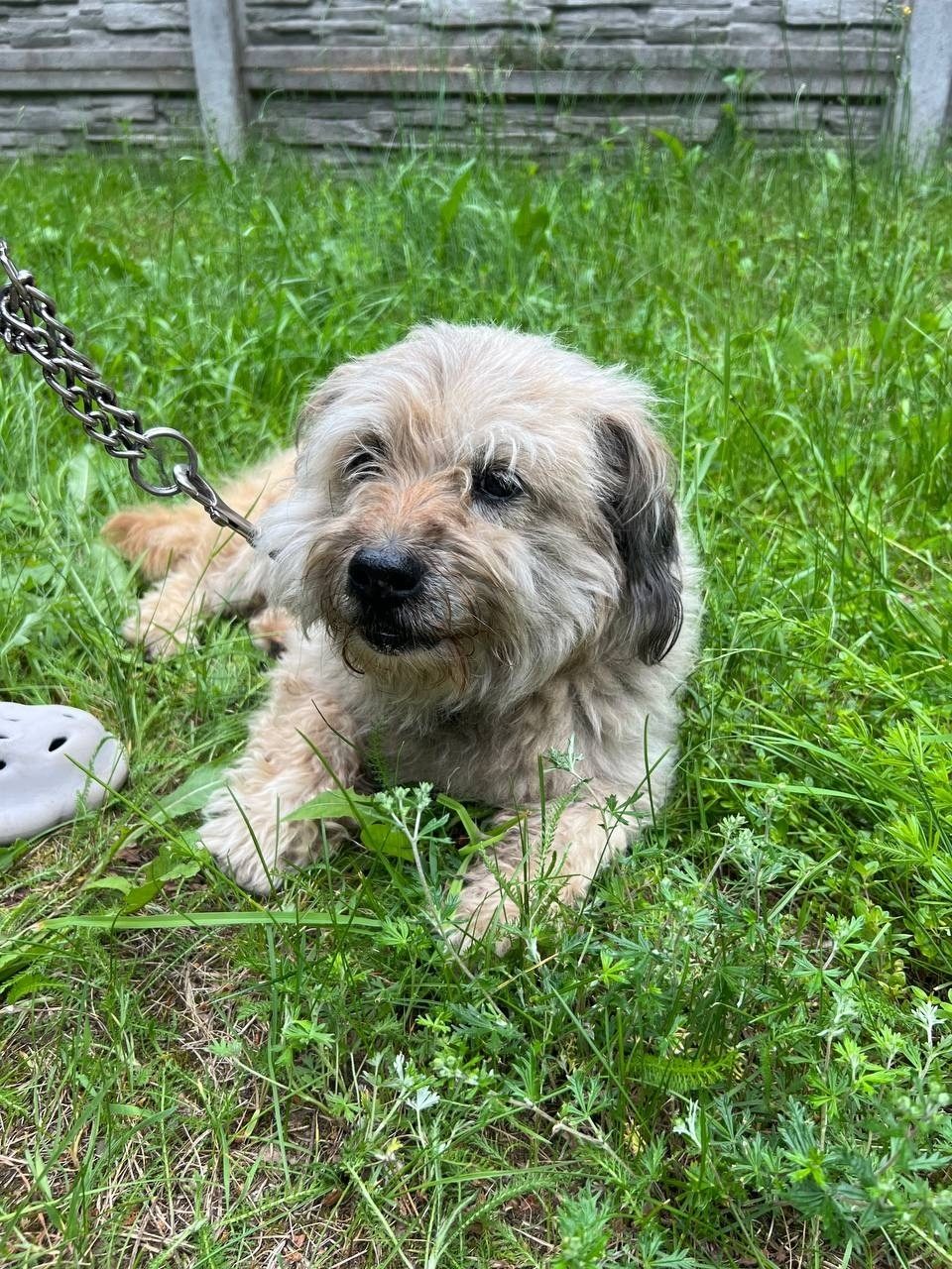 Найдена собака в Минске — https://lost-pet.net/ticket/229249/