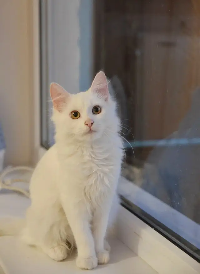Найдена кошка в Солигорске — БЕЛОСНЕЖНЫЙ КОТИК ИЩЕТ ДОМ 🏡
