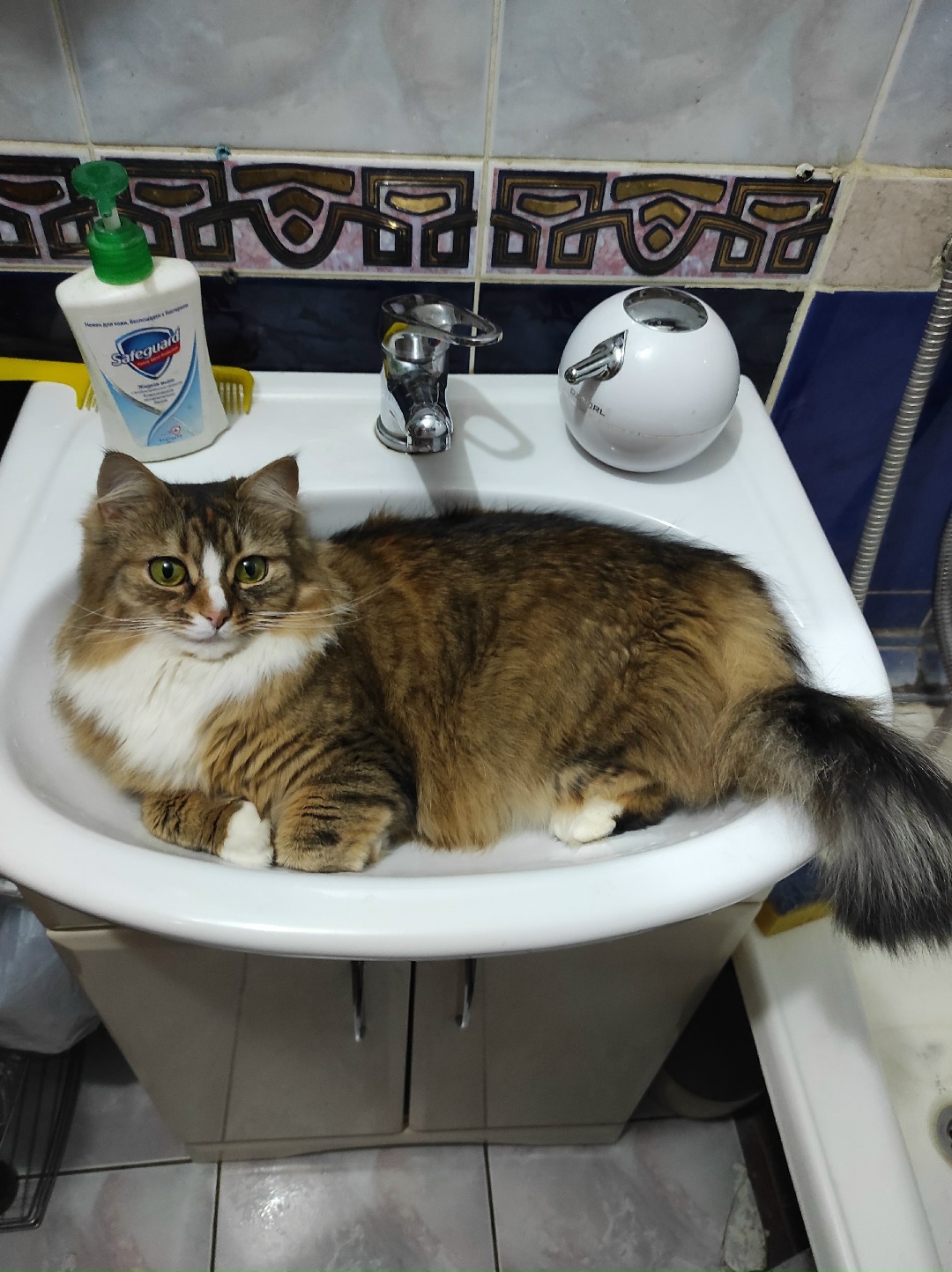 Пропала кошка в Солигорске — фото объявления