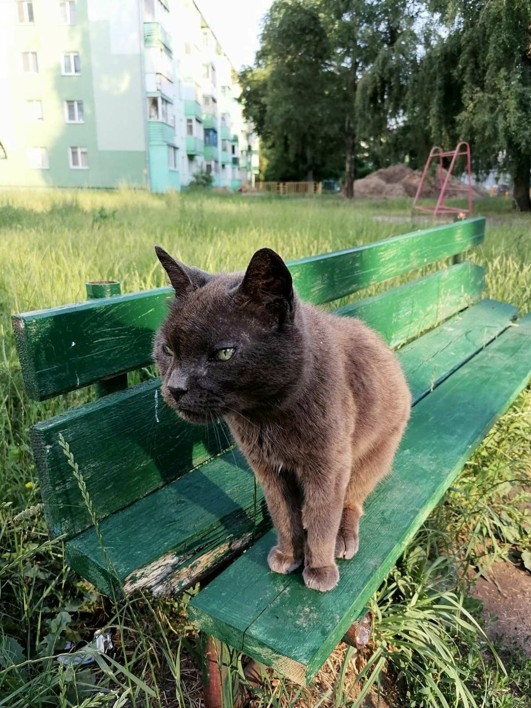 Пропала кошка в Солигорске — Здравствуйте. Не могу не написать ещё раз о котике, который появился в нашем дворе. Я уже писала о…