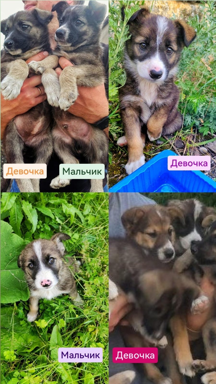 Найдена собака в Солигорске — Малышам нужны семьи🥺🙏