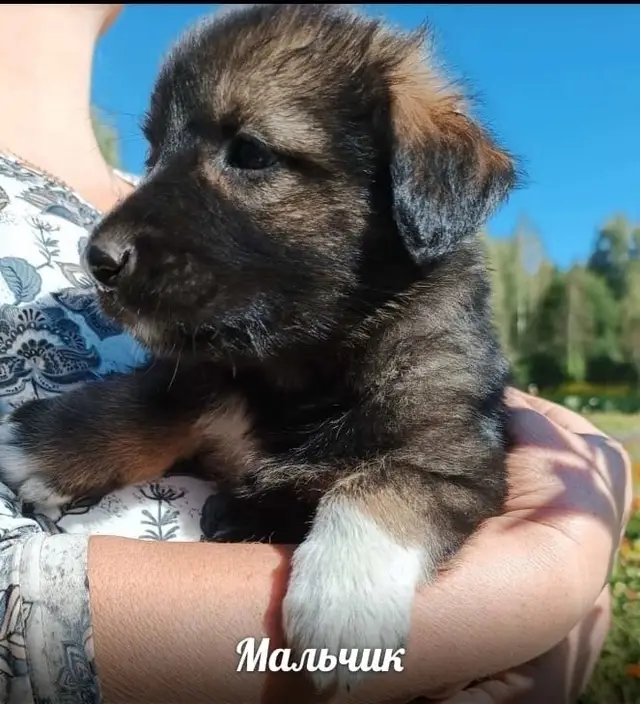 Найдена собака в Солигорске — СРОЧНО НУЖНА ПЕРЕДЕРЖКА И ДОМ!!! Помогите, пожалуйста, найти этим малышам дом. Щенки в добрые…