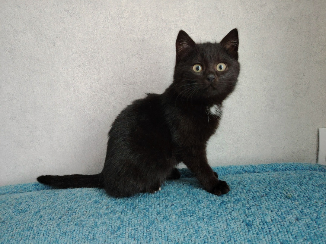 Найдена кошка в Солигорске — Котёнок ищет дом! 🏡