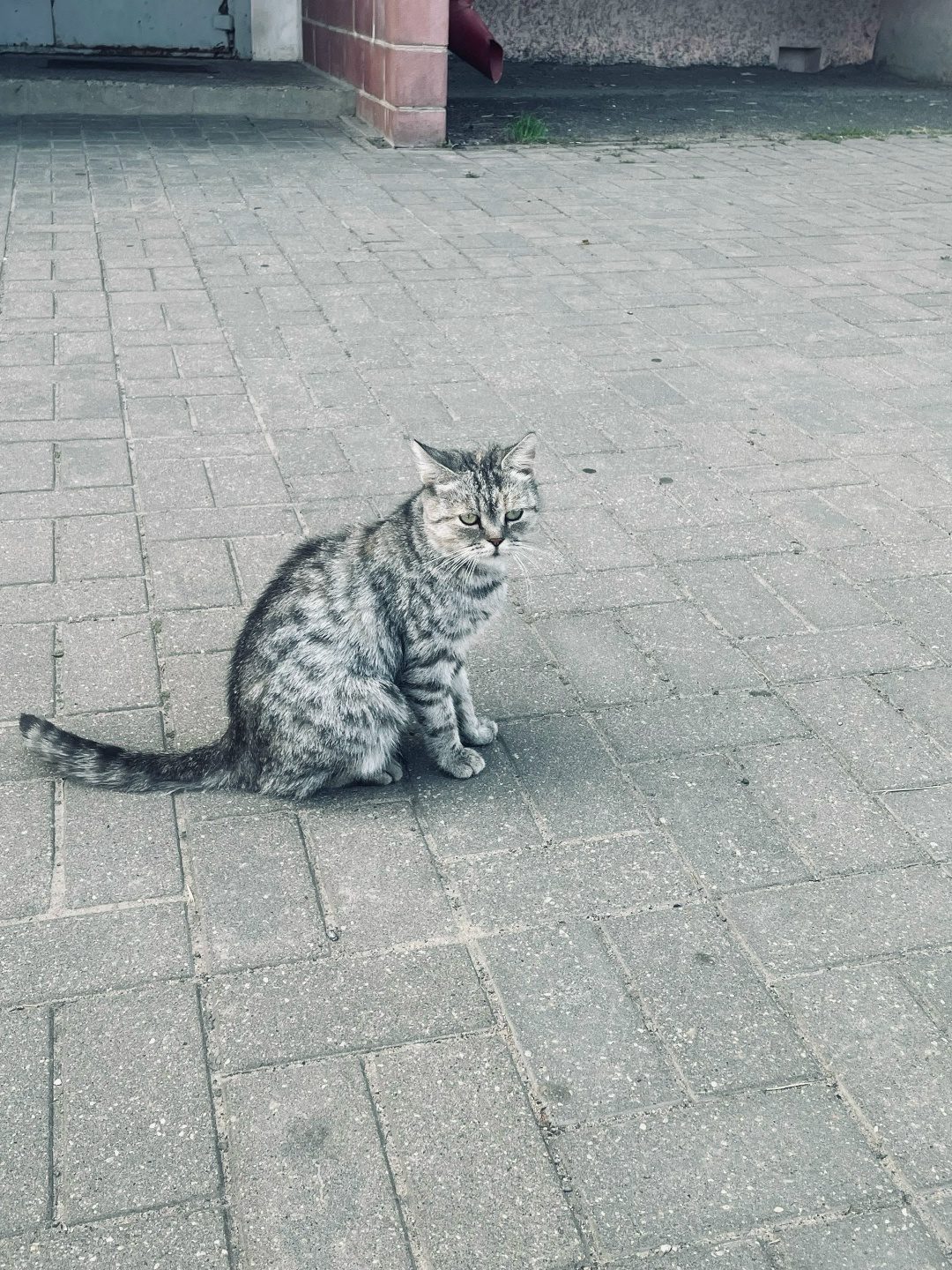 Найдена кошка в Солигорске — Старобин! В одном из дворов была замечена вот такая кошечка. Безумно ласковая. Не понятно самовыгул…