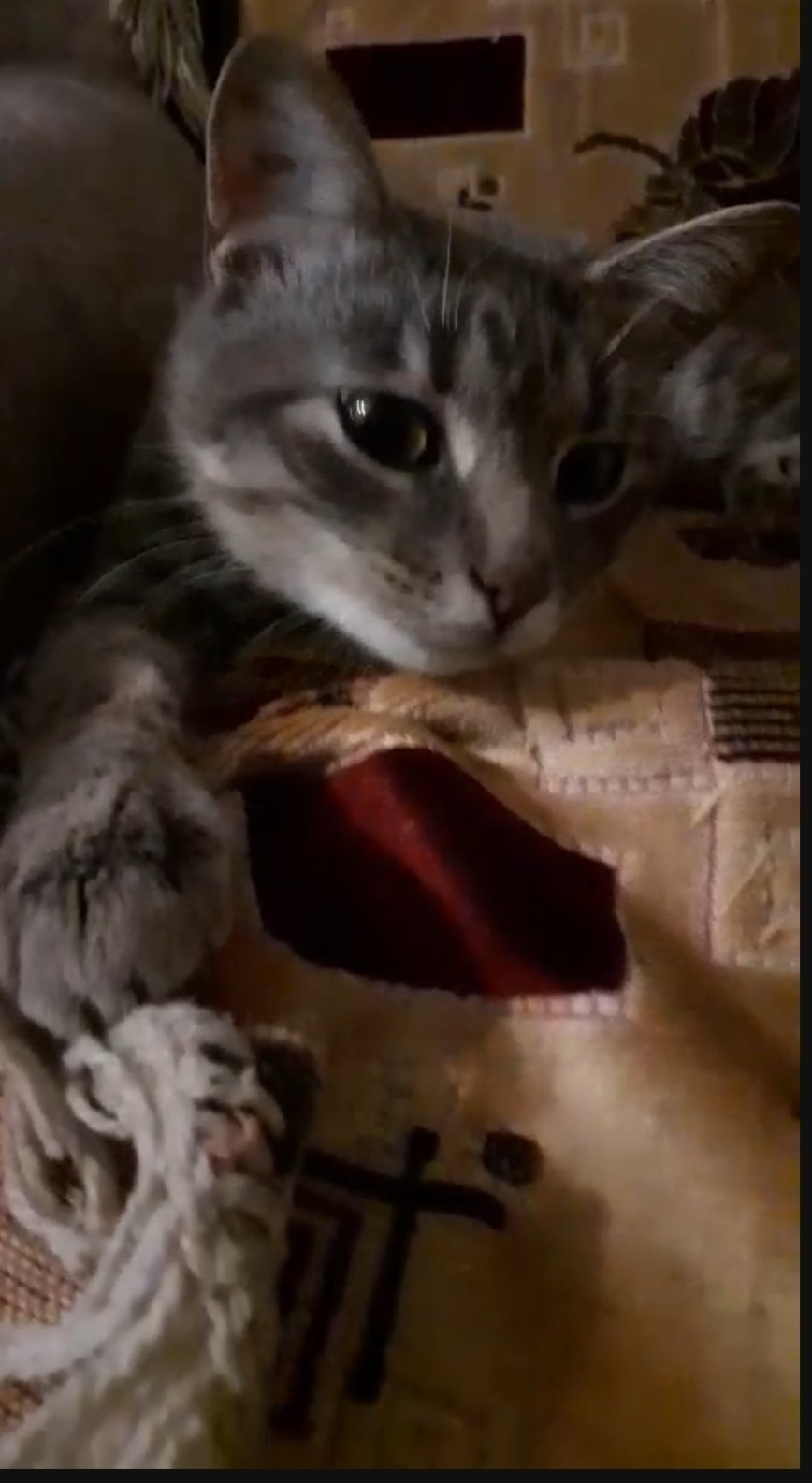 Найдена кошка в Солигорске — Вот такой котик был найден на дачах. Хорошие люди его прооперировали. Лапку не удалось сохранить…