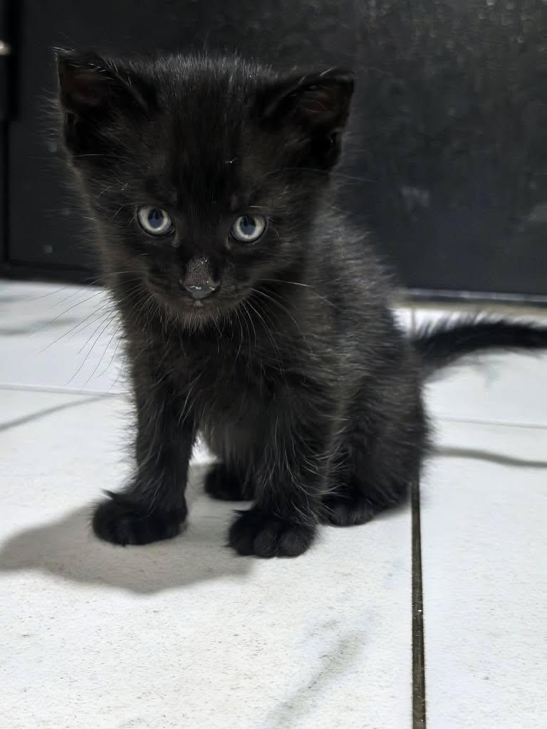 Найдена кошка в Солигорске — Ищу хозяев для маленьких котят. Кошка родила на дачном участке под лавочкой, оставить их там мы не…