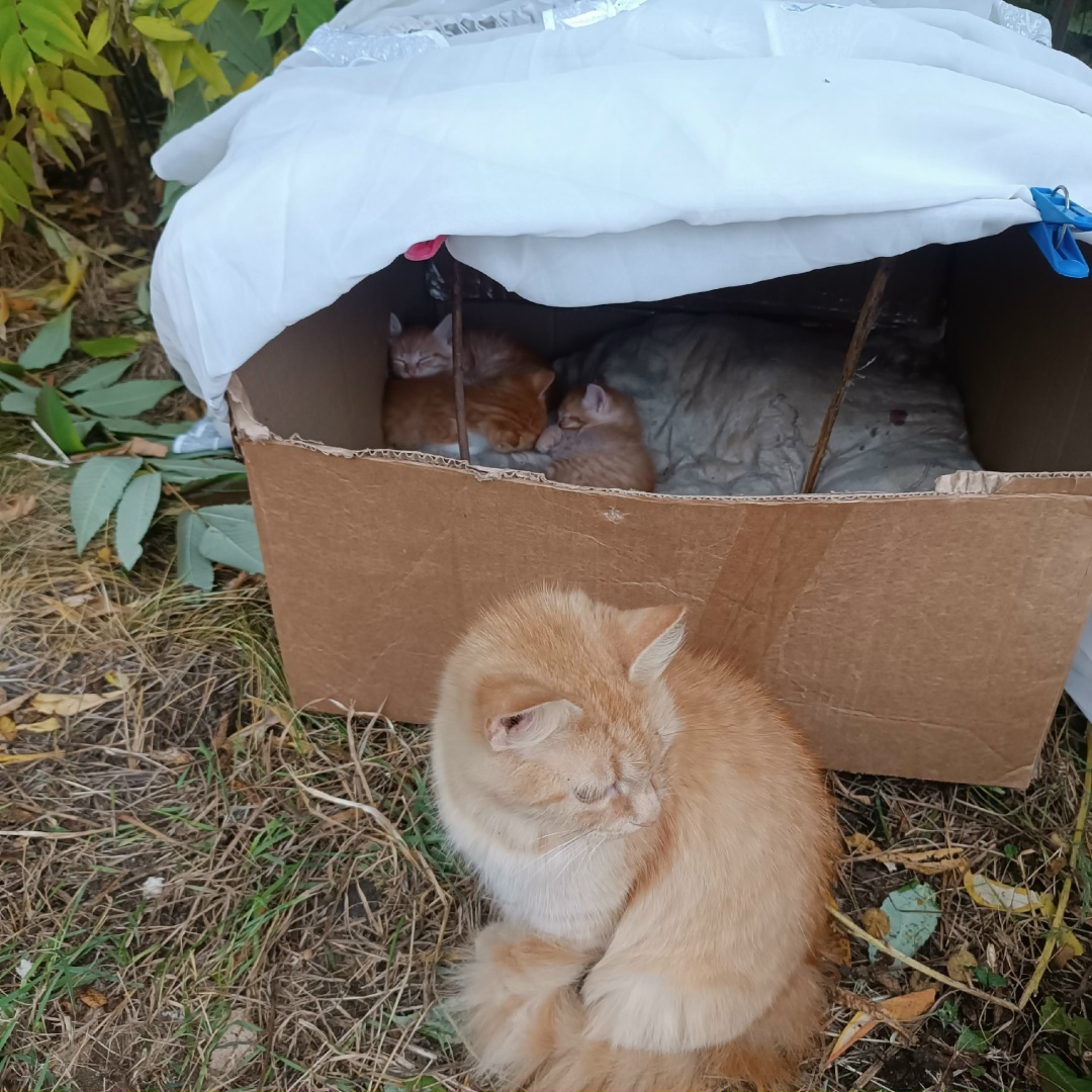 Найдена кошка в Солигорске — SOS!!!Чья кошка с котятами на Комсомола, 35?