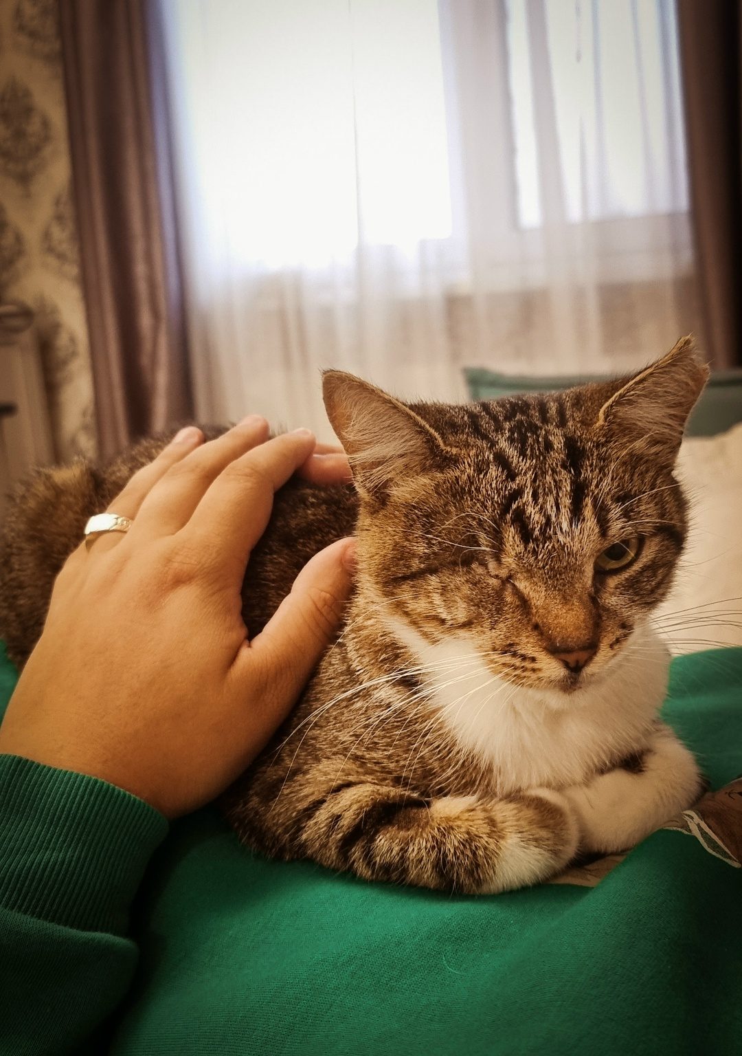 Пропала кошка в Молодечно — Когда внешность оказалась обманчива🤭